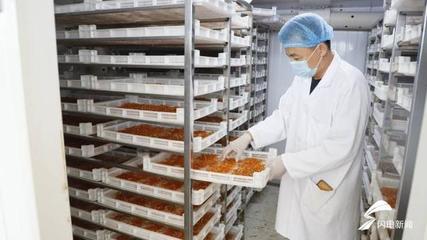 42秒|十年育一菌株!德州首家蛹蟲(chóng)草生產(chǎn)基地迎來(lái)采收 年產(chǎn)量達(dá)1200余公斤