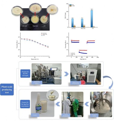 研究揭示常用沙拉醬配料對乳液品質(zhì)特性的影響規(guī)律
